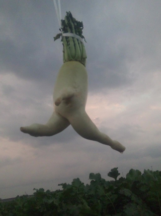 Illustration for article titled How a Japanese Radish Became an Internet Hero